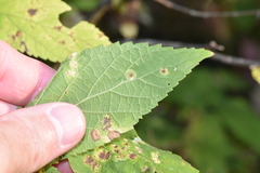 Pachypsylla celtidisvesicula
