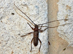 Knulliana cincta