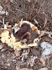 Ganoderma polychromum