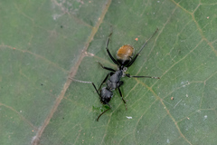 Camponotus aeneopilosus