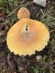 Amanita persicina