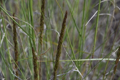 Trisetum spicatum