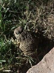 Anaxyrus microscaphus