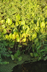 Montrichardia linifera