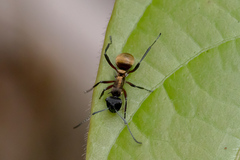 Polyrhachis rufifemur