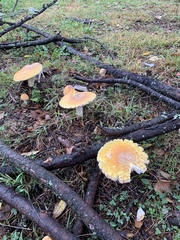 Amanita persicina