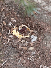 Ganoderma polychromum