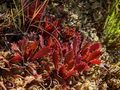 Micranthes petiolaris