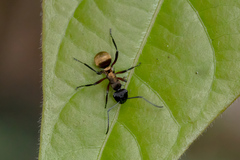 Polyrhachis rufifemur