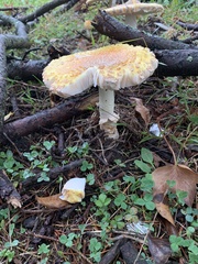 Amanita persicina