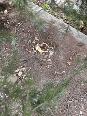 Ganoderma polychromum