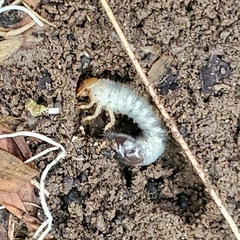 Scarabaeidae