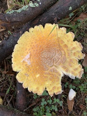 Amanita persicina