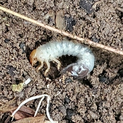 Scarabaeidae
