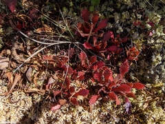 Micranthes petiolaris