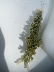 Elysia crispata