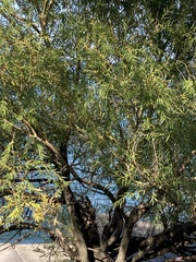Salix nigra