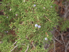 Juniperus osteosperma
