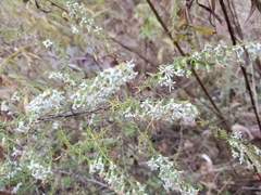 Symphyotrichum ericoides