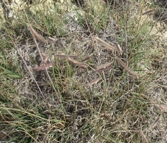 Bouteloua pectinata