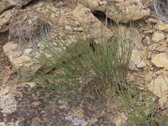 Ephedra viridis