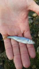 Cyprinella spiloptera