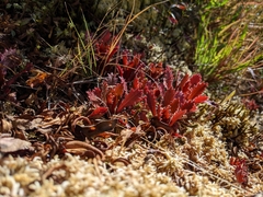 Micranthes petiolaris