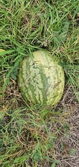 Citrullus