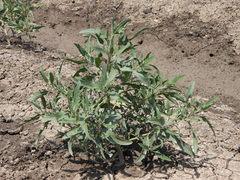 Atriplex patens