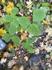 Hylodesmum pauciflorum