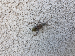 Leptoglossus clypealis