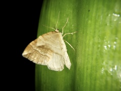 Nothoporinia mediolineata