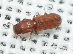 Bitoma siccana