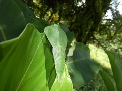 Choeradodis rhombicollis