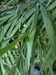 Crocosmia × crocosmiiflora