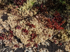 Micranthes petiolaris