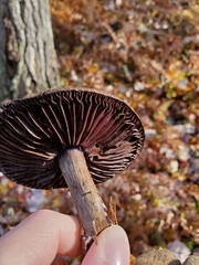 Cortinarius violaceus