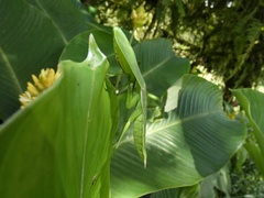 Choeradodis rhombicollis