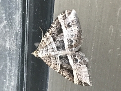 Chrysolarentia subrectaria