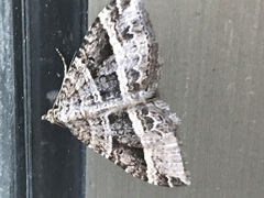 Chrysolarentia subrectaria