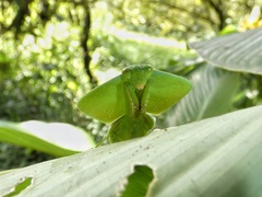 Choeradodis rhombicollis
