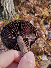 Cortinarius violaceus