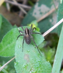 Pardosa