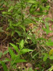 Speranskia tuberculata