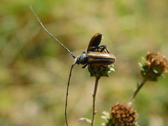 Neocrossidius trivittatus