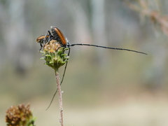 Neocrossidius trivittatus