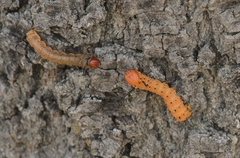 Anisota oslari