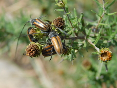 Neocrossidius trivittatus