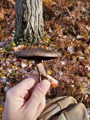 Cortinarius violaceus