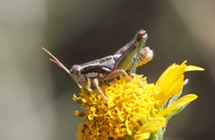 Phaedrotettix palmeri